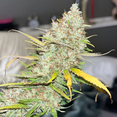 Lilac Diesel growlog timeline photo