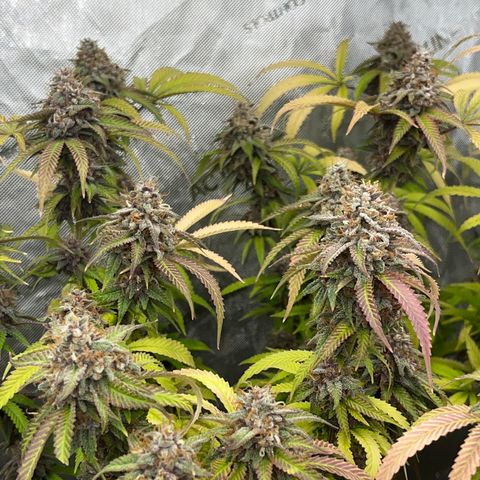 Electric Apple #1 growlog timeline photo