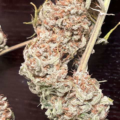Lilac Diesel growlog timeline photo