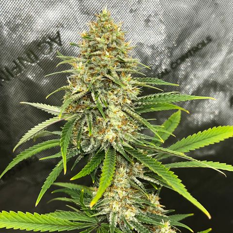 Lilac Diesel growlog timeline photo