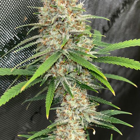 Lilac Diesel growlog timeline photo