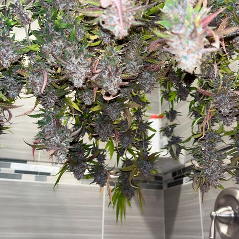 Electric Apple #1 growlog timeline photo