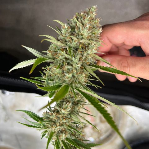 Lilac Diesel growlog timeline photo