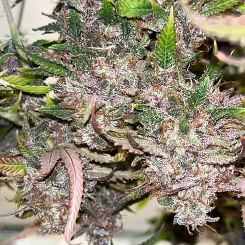 Electric Apple #1 growlog timeline photo