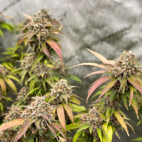 Electric Apple #1 growlog timeline photo