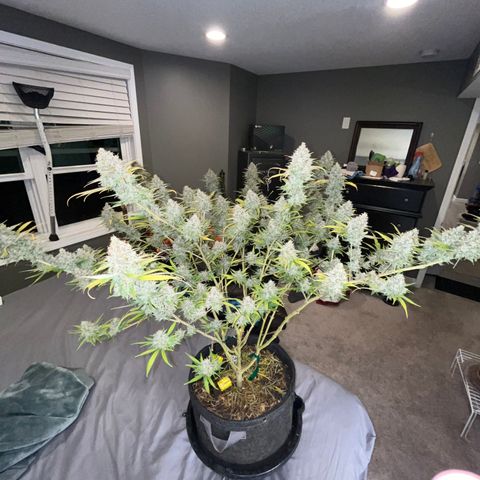 Lilac Diesel growlog timeline photo