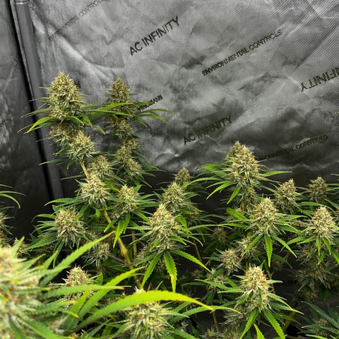 Lilac Diesel growlog timeline photo