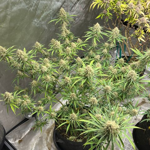Lilac Diesel growlog timeline photo