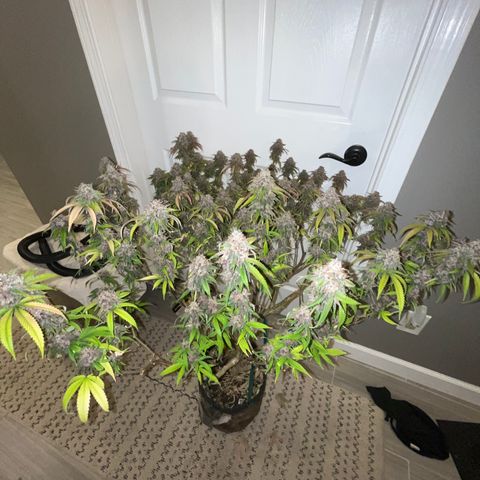 Electric Apple #1 growlog timeline photo