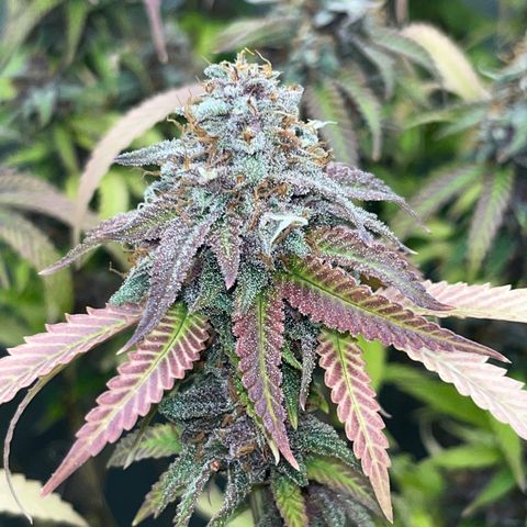 Electric Apple #1 growlog timeline photo