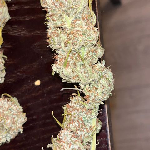 Lilac Diesel growlog timeline photo