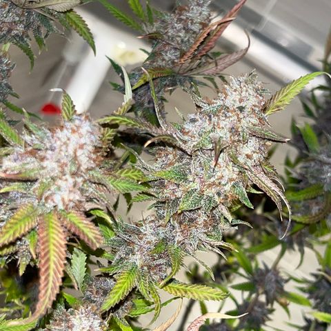 Electric Apple #1 growlog timeline photo