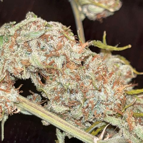 Lilac Diesel growlog timeline photo