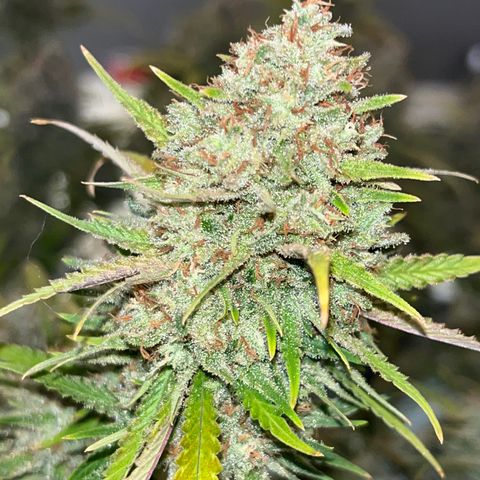 Lilac Diesel growlog timeline photo