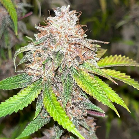 Electric Apple #1 growlog timeline photo