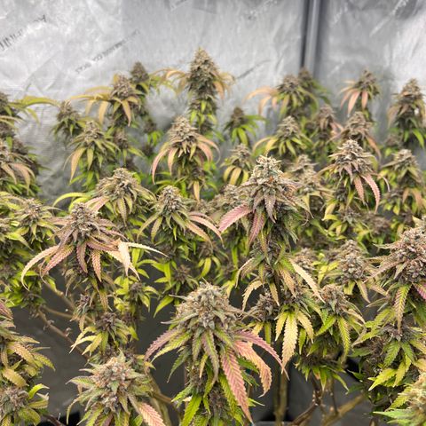 Electric Apple #1 growlog timeline photo