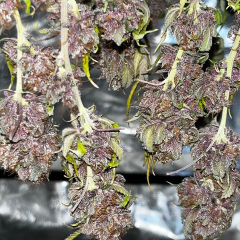 Electric Apple #1 growlog timeline photo