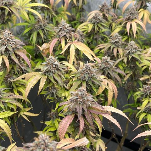 Electric Apple #1 growlog timeline photo