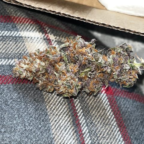 Electric Apple #1 growlog timeline photo