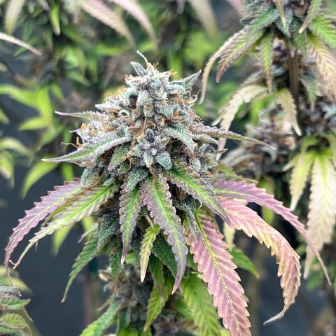 Electric Apple #1 growlog timeline photo