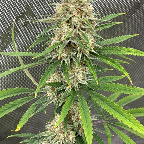 Lilac Diesel growlog timeline photo