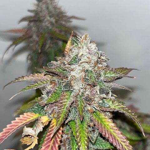 Electric Apple #1 growlog timeline photo