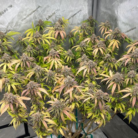 Electric Apple #1 growlog timeline photo