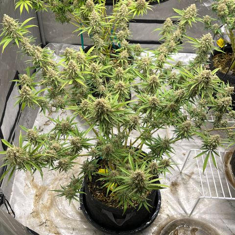 Lilac Diesel growlog timeline photo