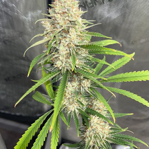 Lilac Diesel growlog timeline photo