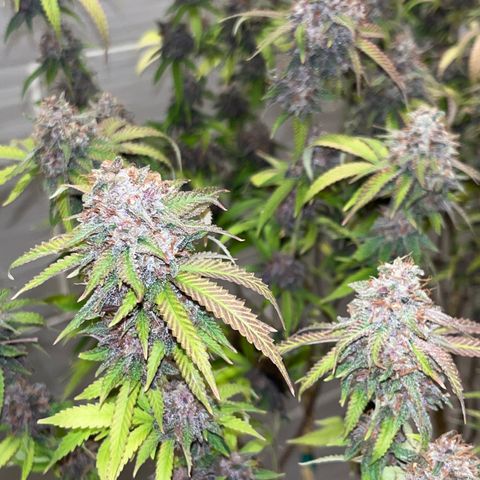Electric Apple #1 growlog timeline photo