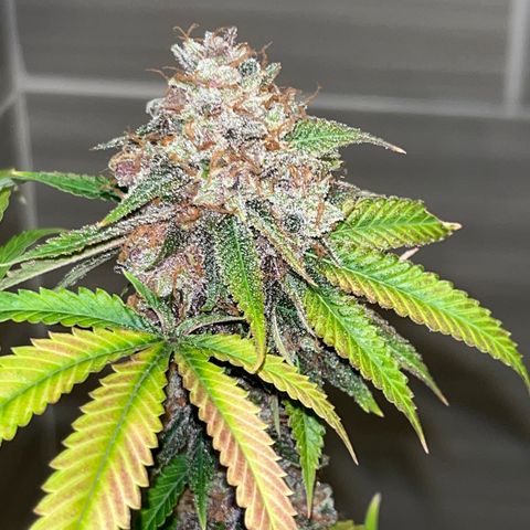 Electric Apple #1 growlog timeline photo