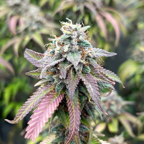 Electric Apple #1 growlog timeline photo