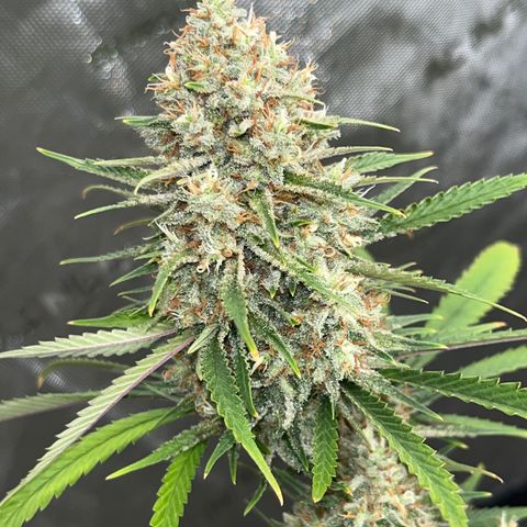 Lilac Diesel growlog timeline photo