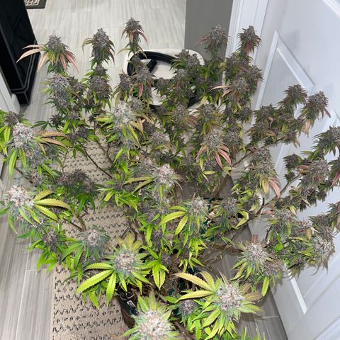 Electric Apple #1 growlog timeline photo