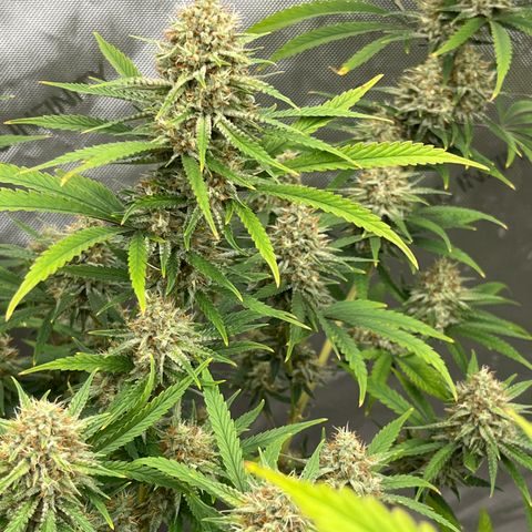 Lilac Diesel growlog timeline photo