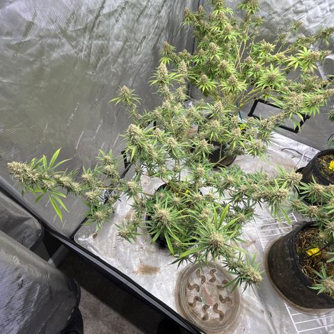 Lilac Diesel growlog timeline photo