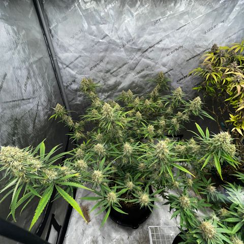 Lilac Diesel growlog timeline photo