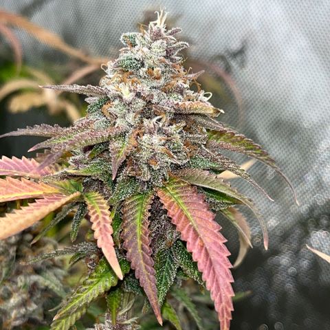 Electric Apple #1 growlog timeline photo