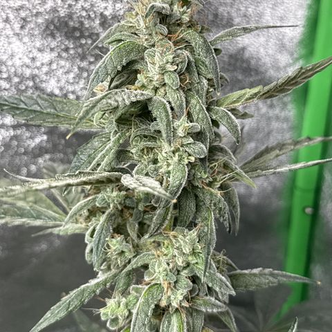 Double Grape #1 growlog timeline photo