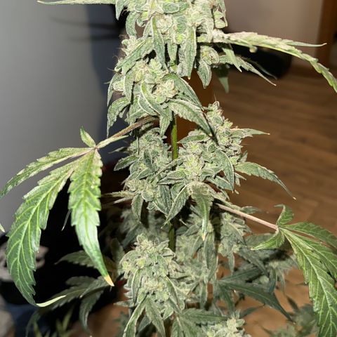 Double Grape #1 growlog timeline photo