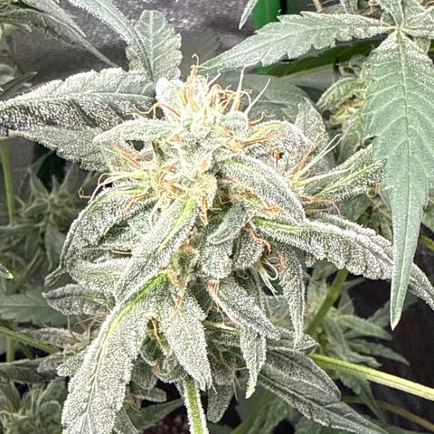 Double Grape #1 growlog timeline photo