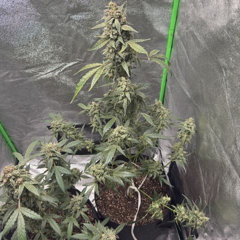 Double Grape #1 growlog timeline photo