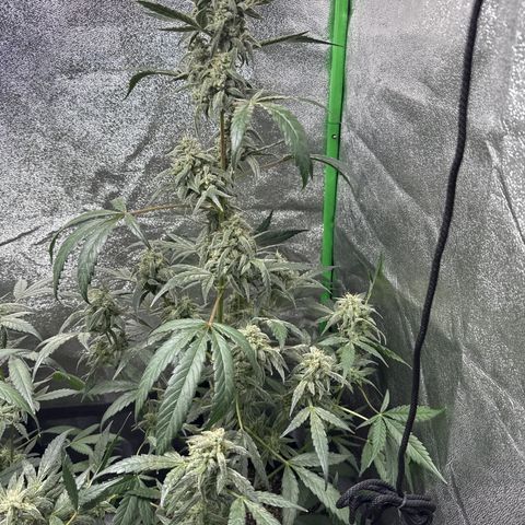 Double Grape #1 growlog timeline photo