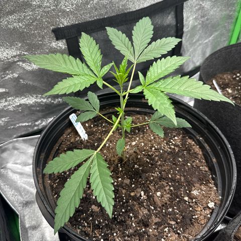 Mephisto Genetics Beary Berry Punch growlog timeline photo