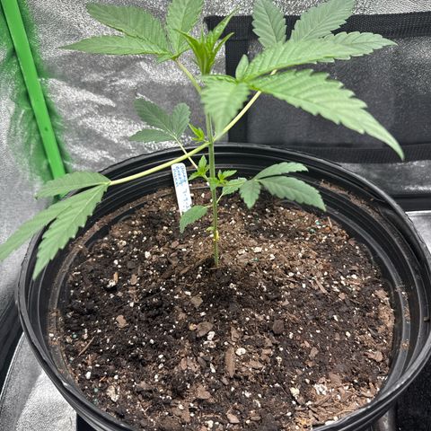 Mephisto Genetics Beary Berry Punch growlog timeline photo