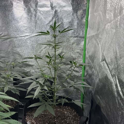 Double Grape #1 growlog timeline photo