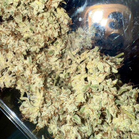 Double Grape #1 growlog timeline photo
