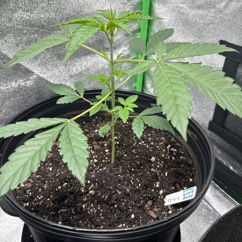 Mephisto Genetics Beary Berry Punch growlog timeline photo
