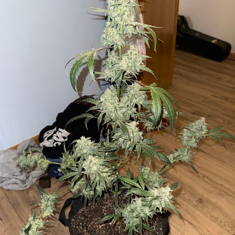 Double Grape #1 growlog timeline photo