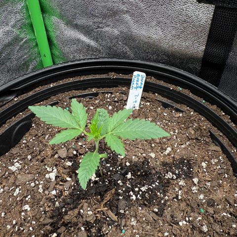 Mephisto Genetics Beary Berry Punch growlog timeline photo